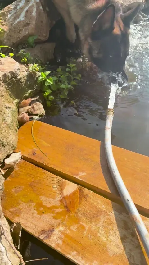 So many teeth. So much chomp.