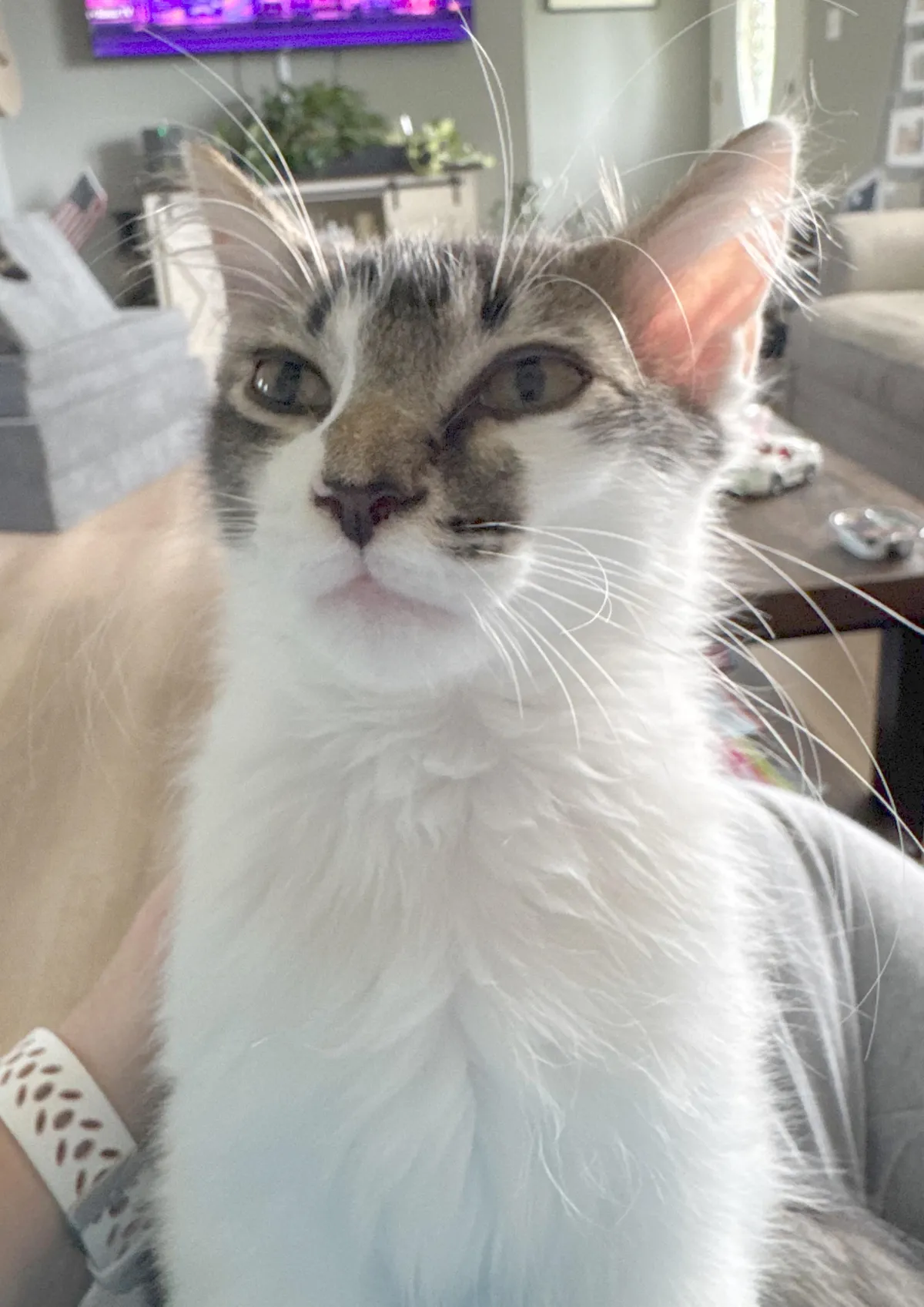 Wife sent me this picture - 18 hours after him being neutered.