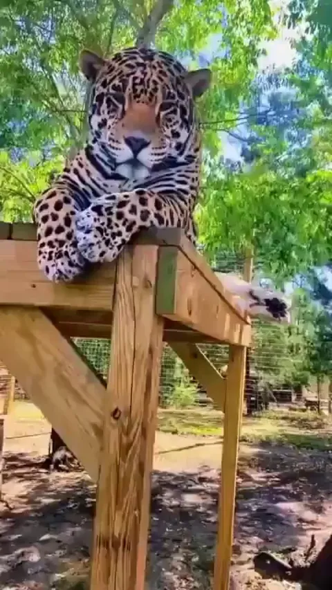 Jaguar's reaction to catnip