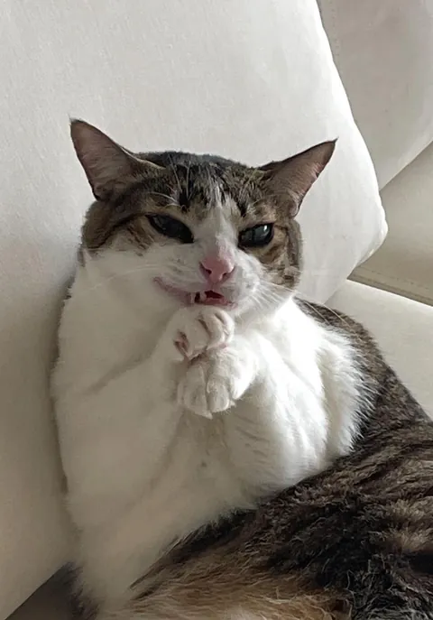 I suspect that my cat is up to something, should I worry?