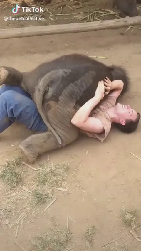 baby elephant misses his dad and want to play