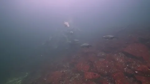 🔥 This is What It’s Like When Sea Lions Swarm You on a Dive [OC]