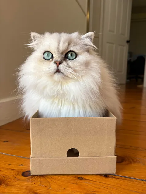 My fur babies hiding amongst our first home’s 50yo camellia tree