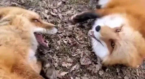 Belly rubs makes these two foxes very very happy! 