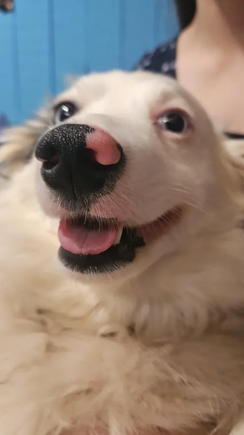 Food Inspector, the inspector of food.