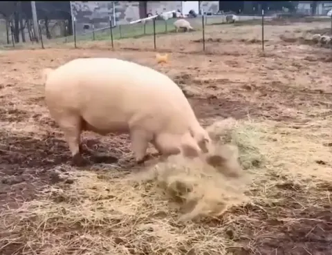 Pig bringing lunch to his less-mobile brother