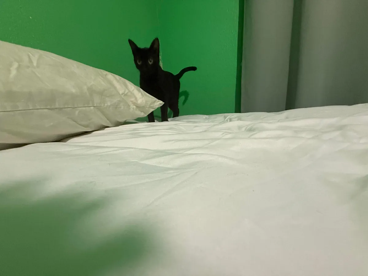 Cutest picture of my cat Ive ever taken.