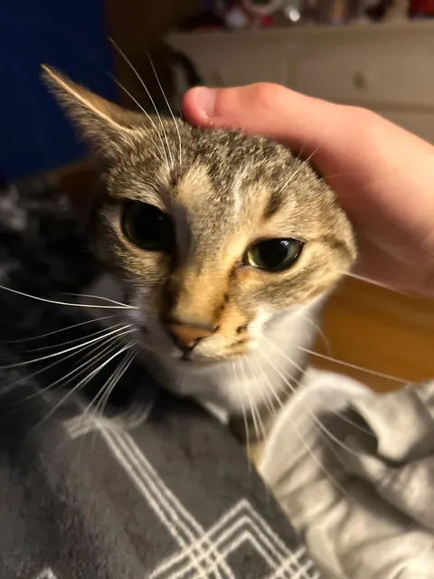 If I kiss my kitty on the forehead a lot and she licked my forehead is she doing it to be like me?