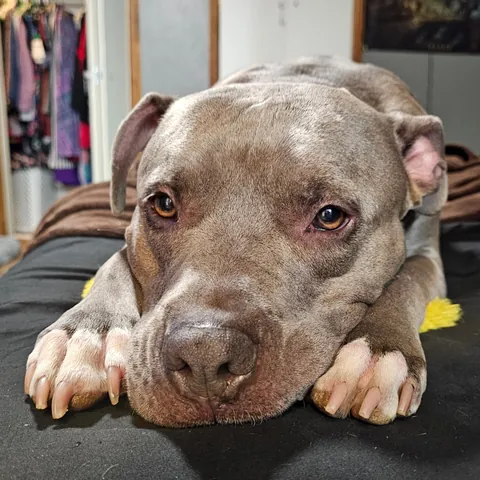 Just a good boy and his duck