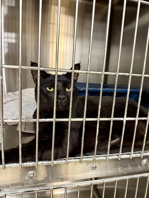 In honor of Halloweekend, here are all the black cats at the shelter I volunteer with.