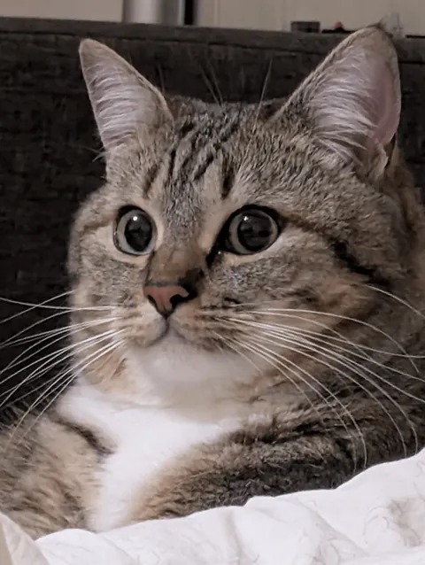 Hello reddit, meet my cat Seva, he is a very sweet and affectionate cat and he REALLY loves play❤️