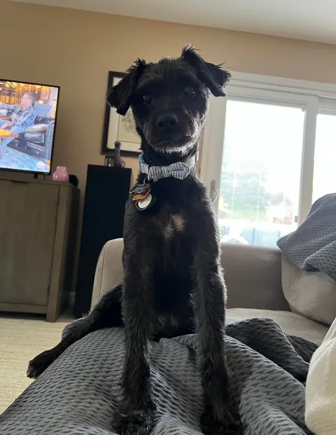 My 15 yr childhood dog looks almost the same as the day we got him!