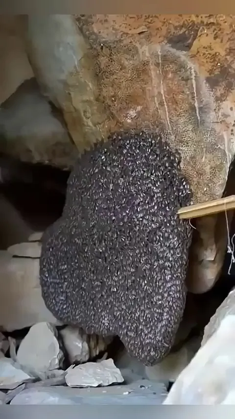 Extracting wild honey in a different way