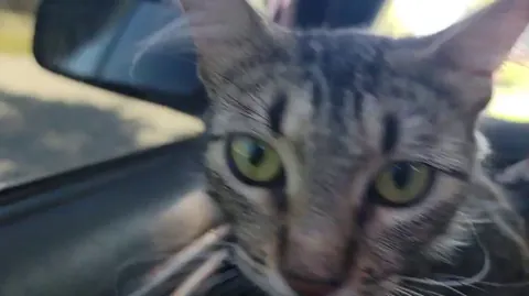 Happiest kitty. I just adopted her.