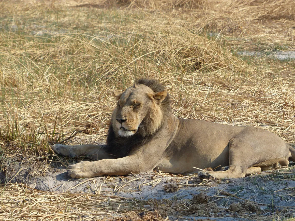 Lion with receding hair line