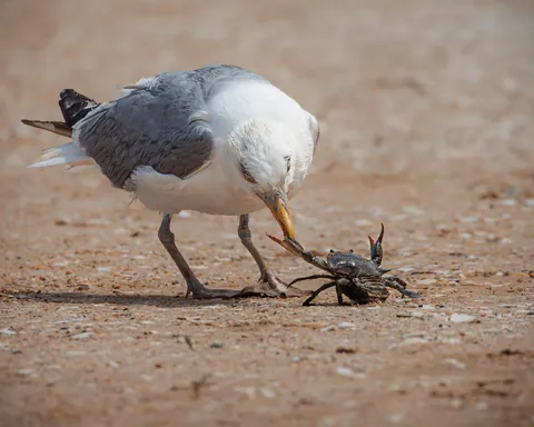 Duel between a Gull and a crab defending her eggs.