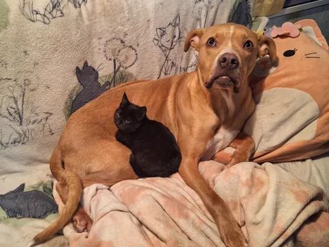 Our foster kitten is dog tested and approved!