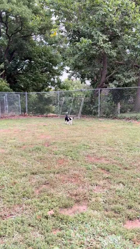 Quick! Lixi is coming for you. What do you use to defend yourself?