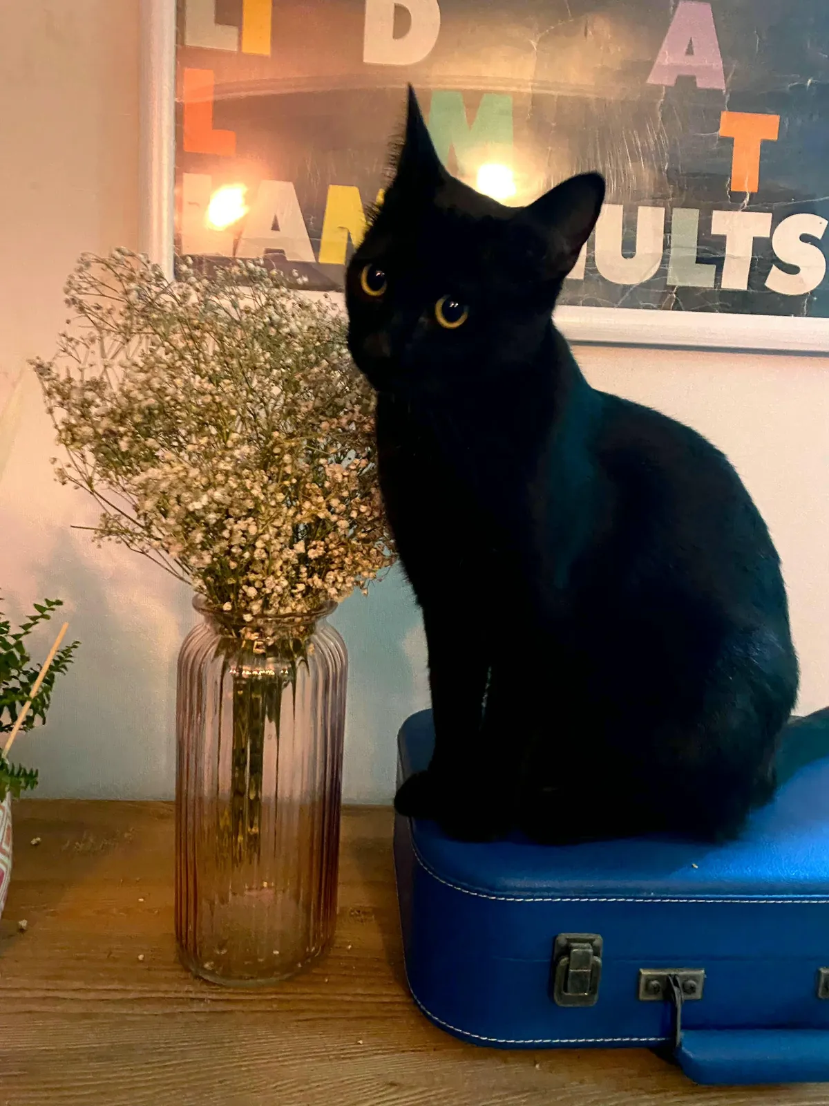 Curious eyes, quiet soul... meet Ofelia