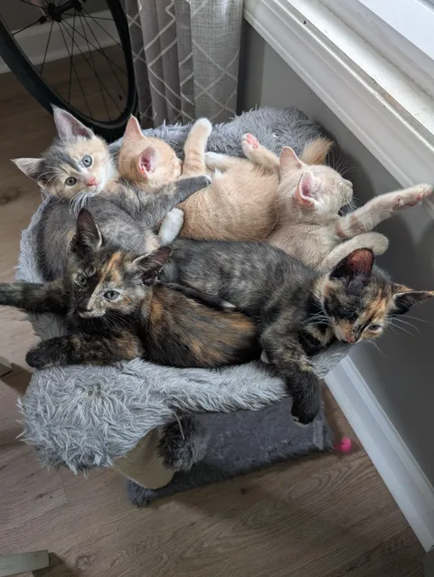 A pile of kittens at my house this Labor Day.