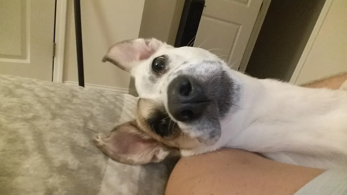 Heckin forgot to post here yesterday but it was my rare giraffe pup's 10th b-day!