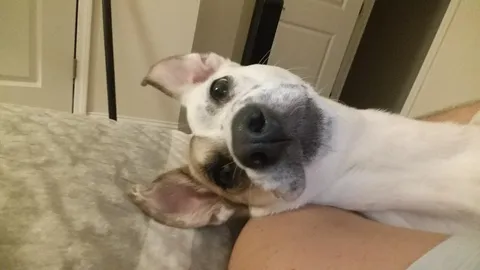 Heckin forgot to post here yesterday but it was my rare giraffe pup's 10th b-day!