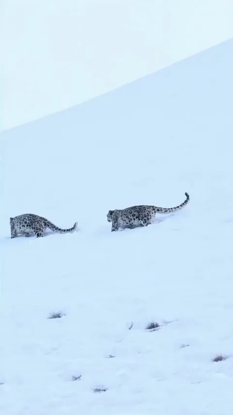 🔥 Happy International Snow Leopards Day 2025 from Ladakh, India