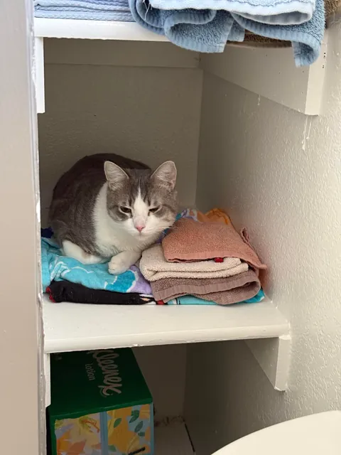 My husband and I adopted our first ever cat yesterday and we’re obsessed with him already!