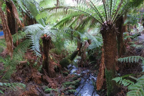 🔥Tasmanian Tree Ferns, Dicksonia antarctica. At Liffey Falls in the Tasmanian Central Highlands.