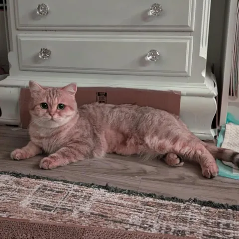 Did I retraumatize my new 2-year old shelter cat? Tips on how to befriend her again!