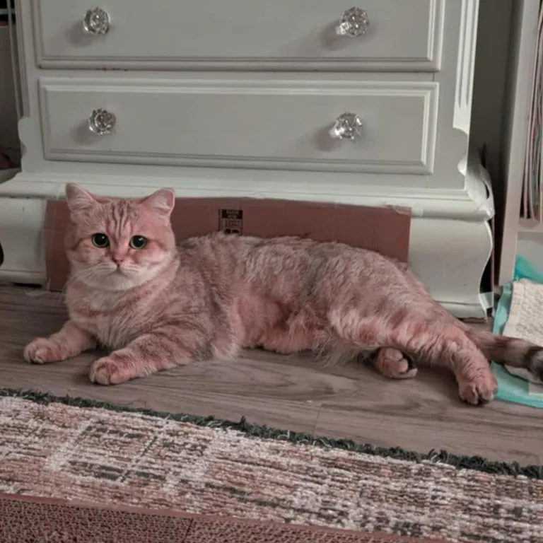 Did I retraumatize my new 2-year old shelter cat? Tips on how to befriend her again!