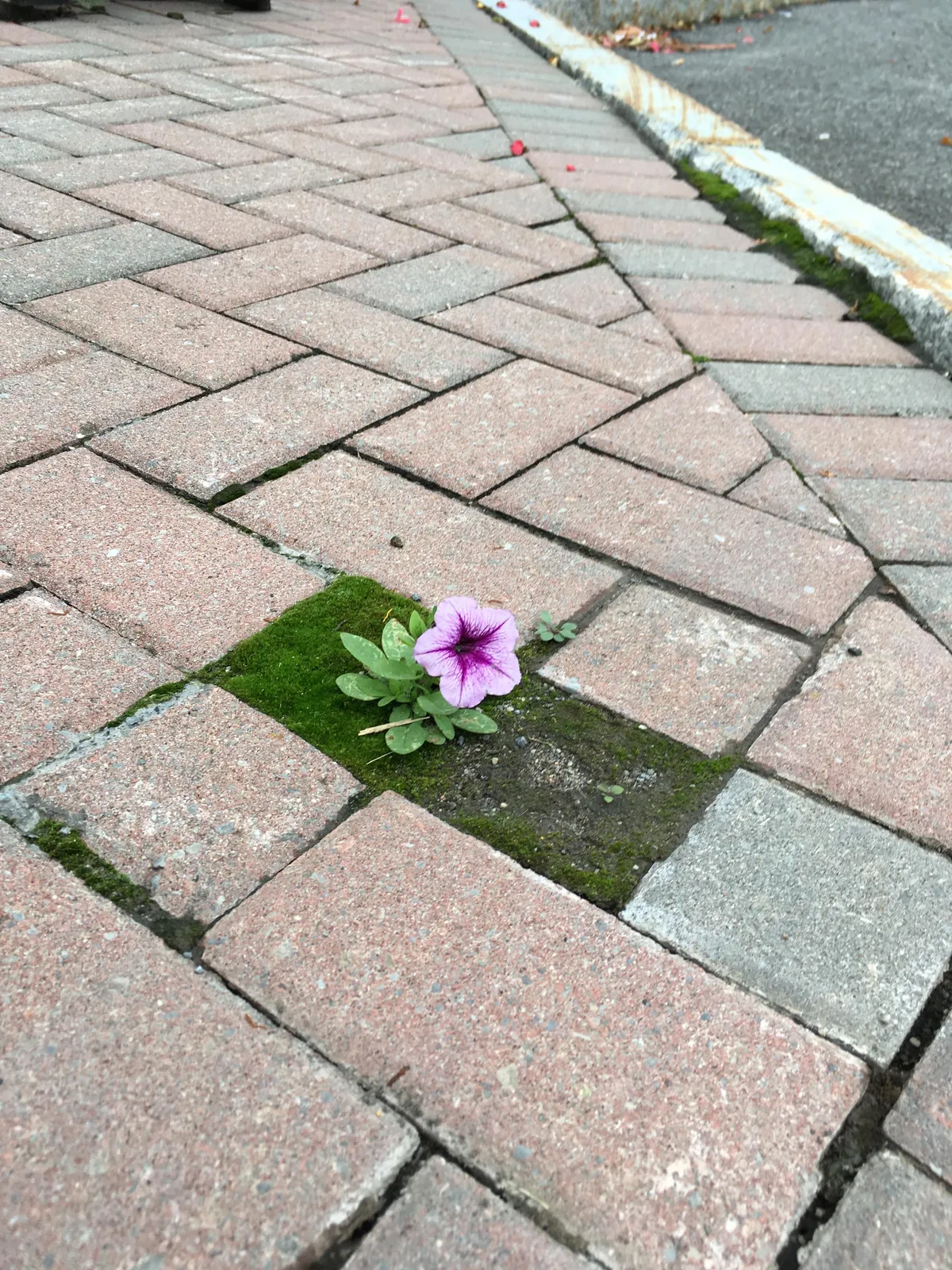 Not gardening, but I thought it might be appreciated here.