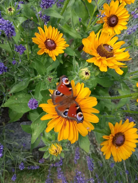 Summer flowers