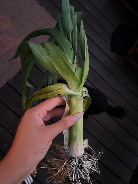 What is this in my herb garden?