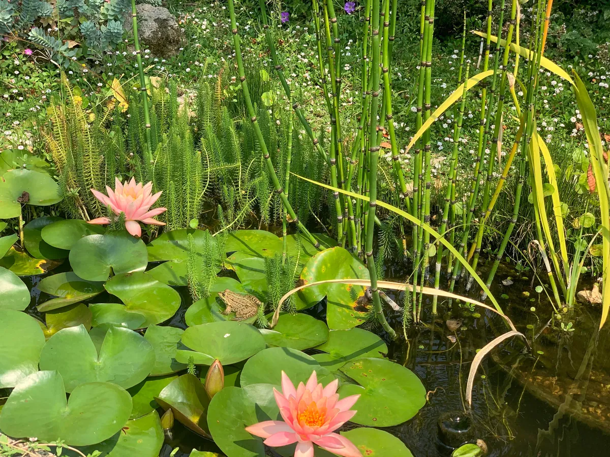 A small pool in town 🐸