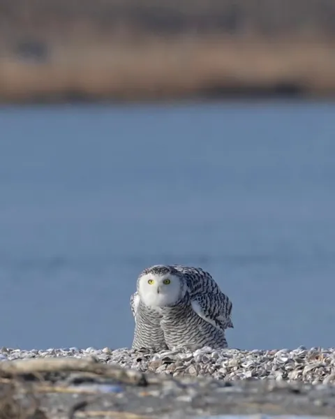 🔥 Snowy owl activating floof mode to ward off a dive-bombing peregrine falcon
