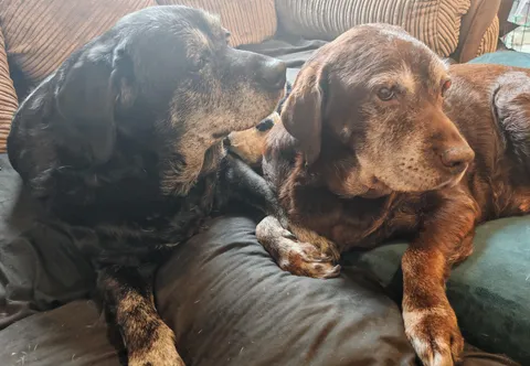 My old ladies love to hold paws, I love them so much.