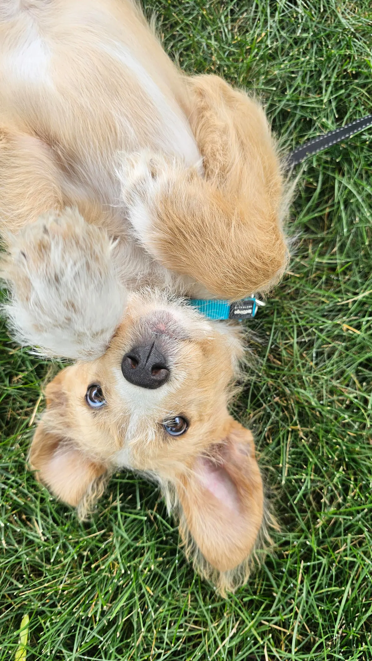 Our Skye puppers🥰