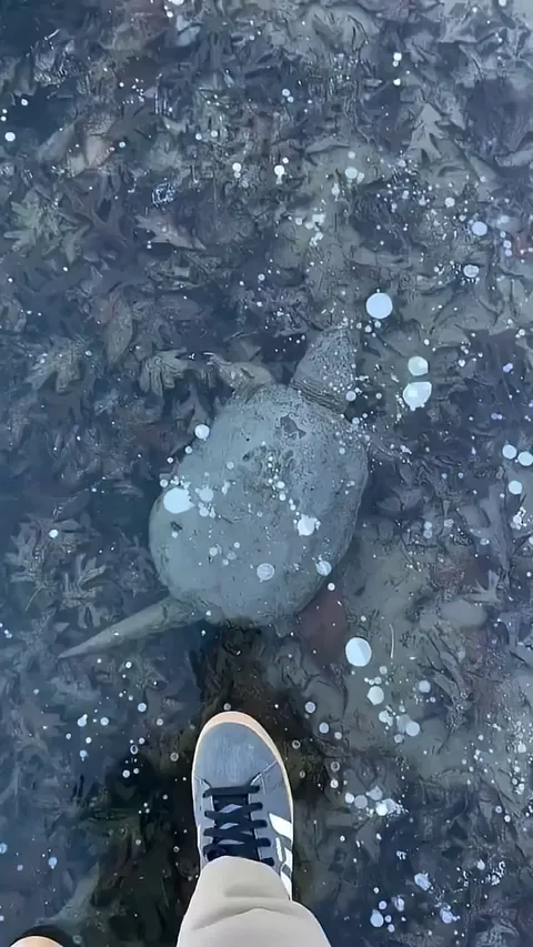 Turtles Frozen Completely in Ice !