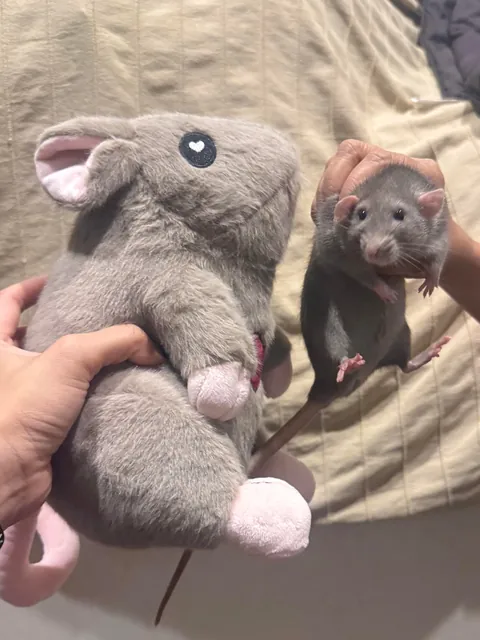 Remy isn’t very pleased (she is so ready to bite it)