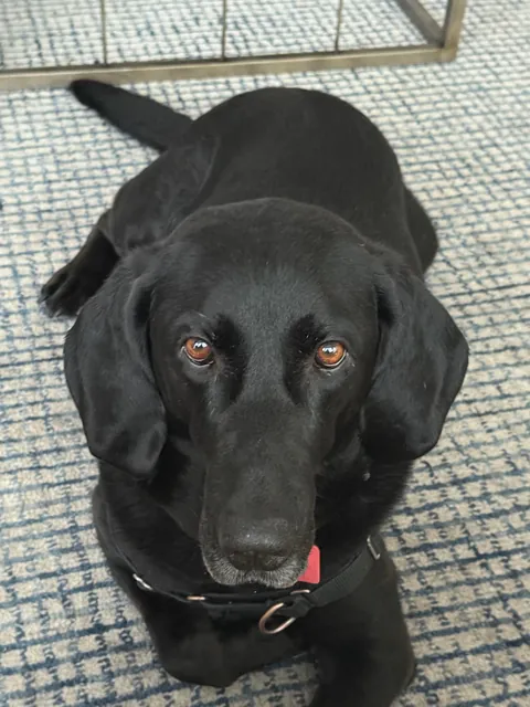 My pupper is one cozy, lazy  guy