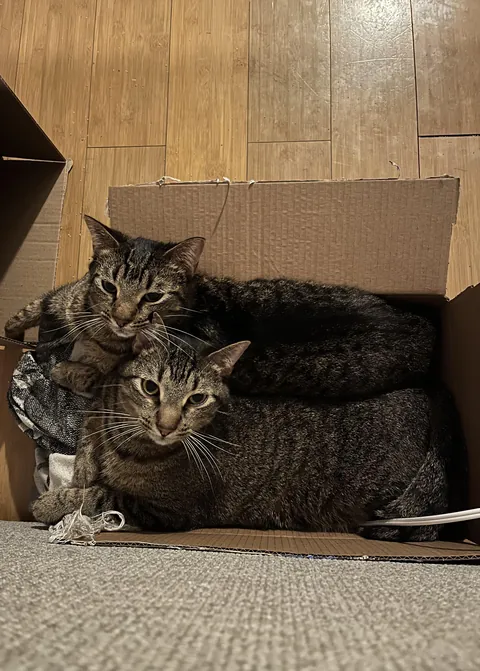 And people wonder why I always have boxes around