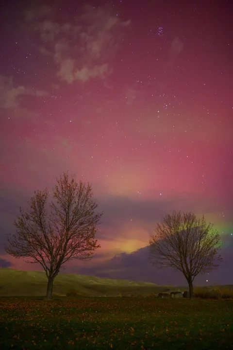 ITAP of some trees under the northern lights