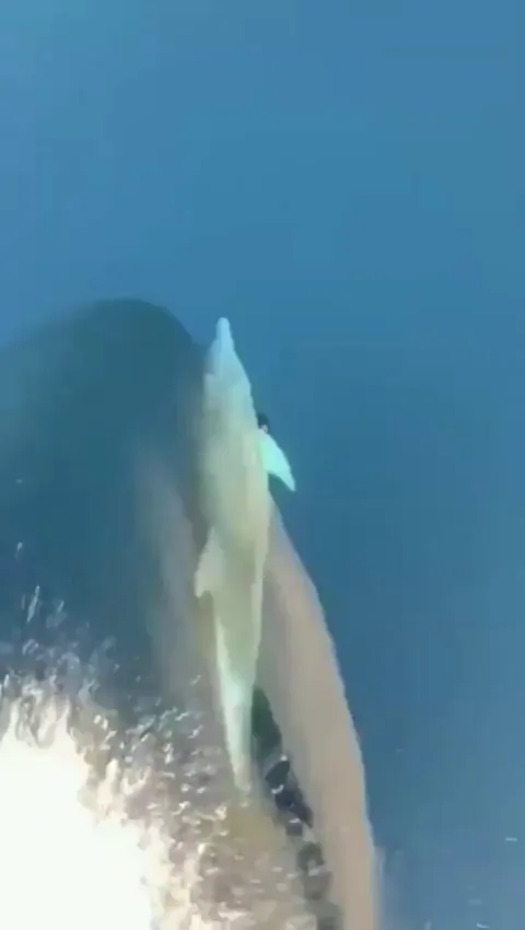 Dolphins are exceptional at bow-riding, using the pressure wave in front of a boat to twist, turn and even swim upside down.