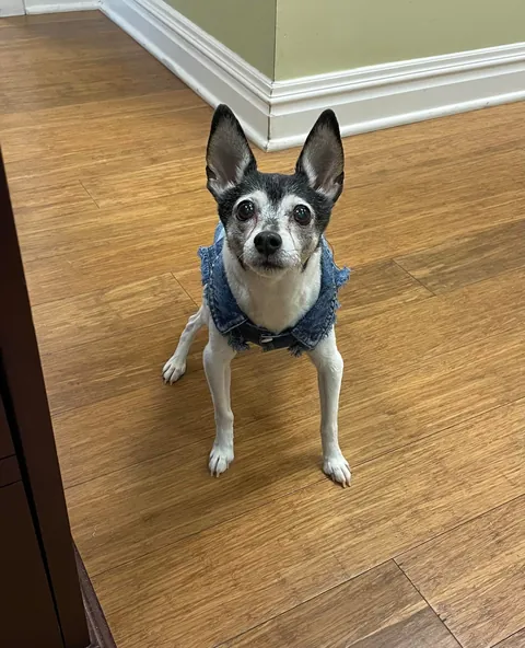 My happy 16-year-old Toy Fox Terrier. Blessed to be able to bring him to work with me everyday and enjoy every moment