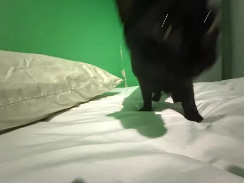 Cutest picture of my cat Ive ever taken.