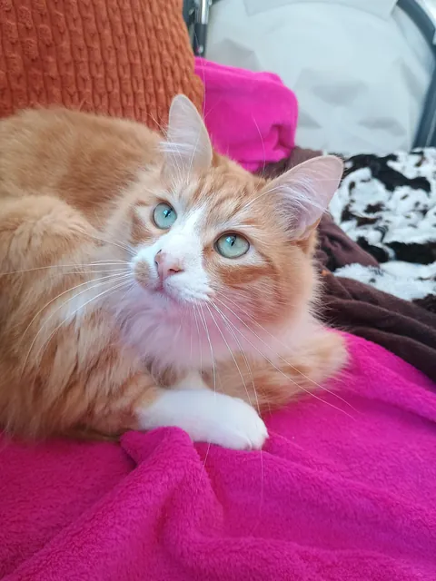 I adopted this stray kitten because he became friends with my dog.