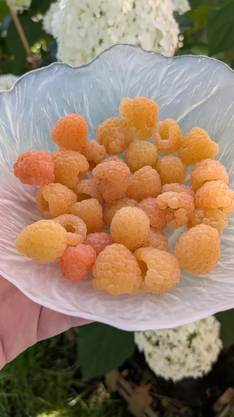 Fall Gold raspberries 🌟