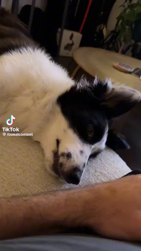 This dramatic derpasaurus