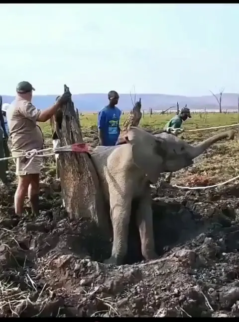 A baby elephant was rescued after becoming stuck between tree stumps for a day in Zimbabwe